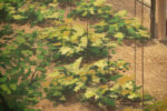 'Garden' backdrop from The Best Little Whorehouse in Texas, detail shot
