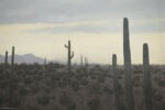 'Sonoran Desert' backdrop from The Outrage, detail shot