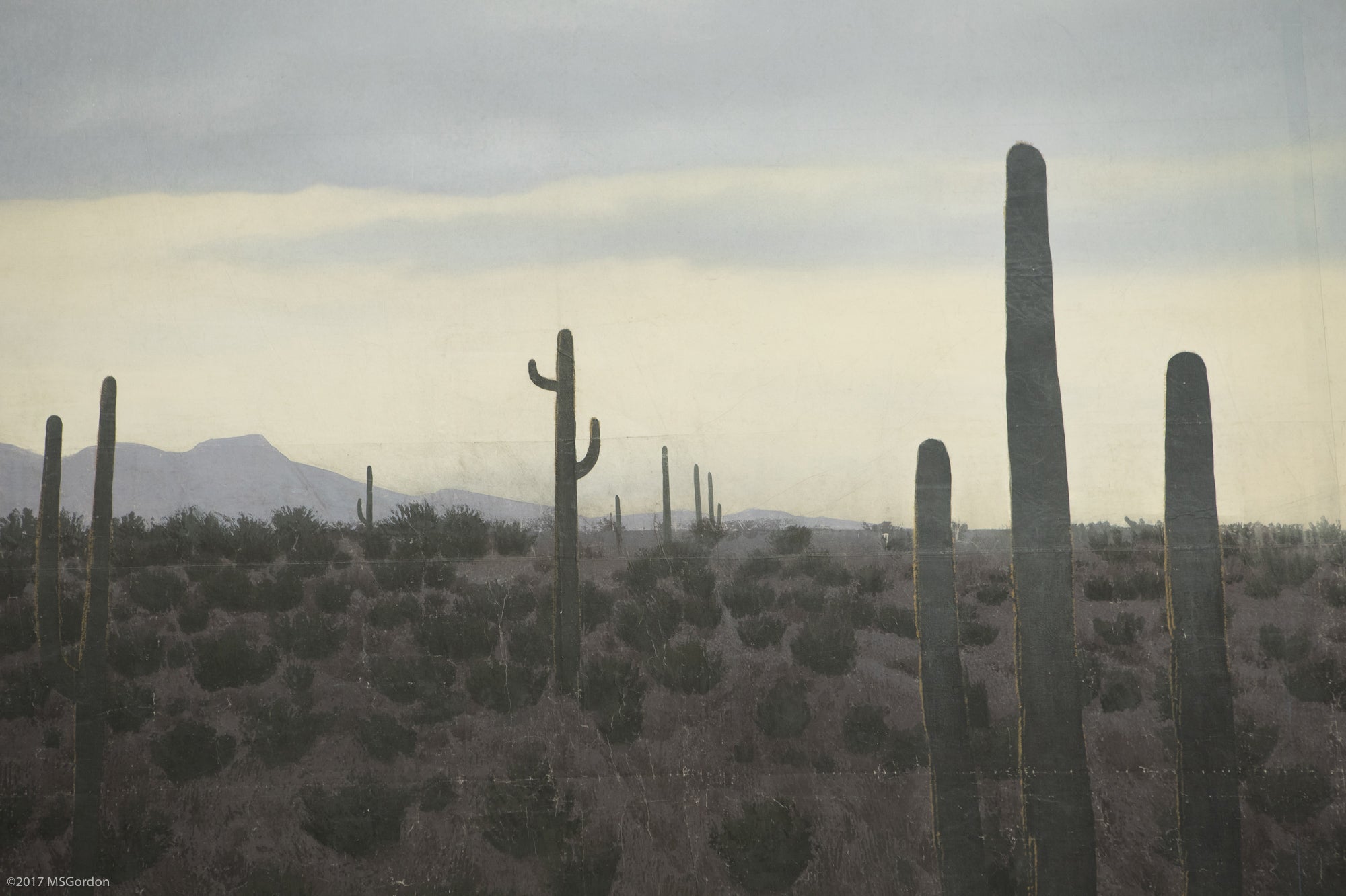 Sonoran Desert Hollywood Backdrop Collection