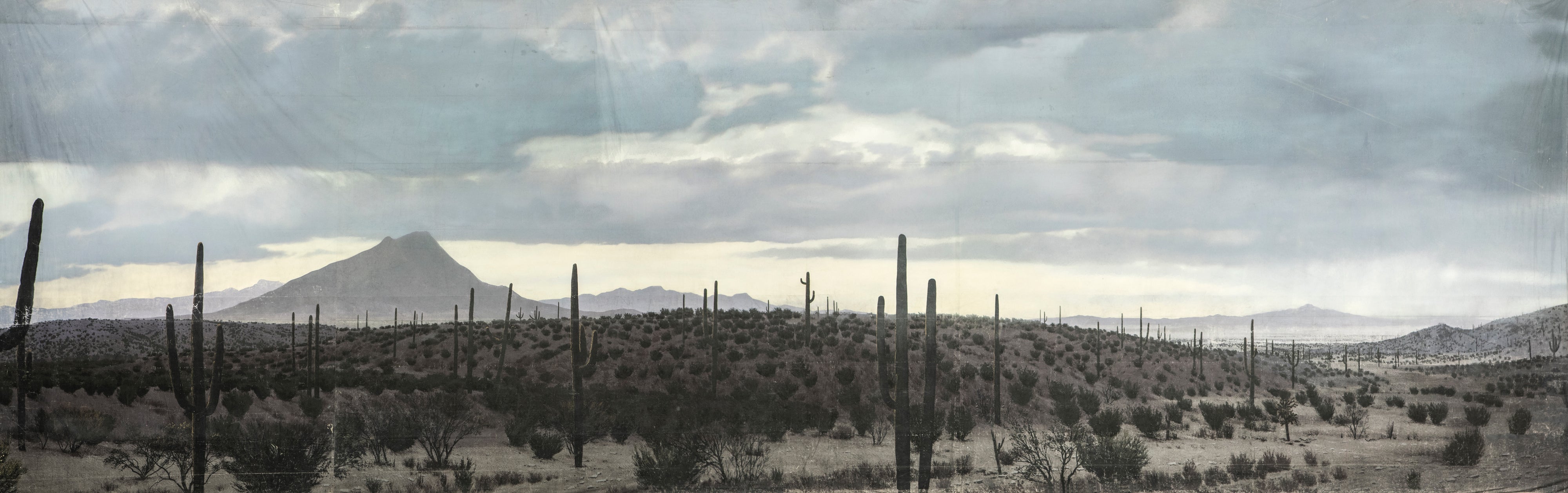 Sonoran Desert Hollywood Backdrop Collection