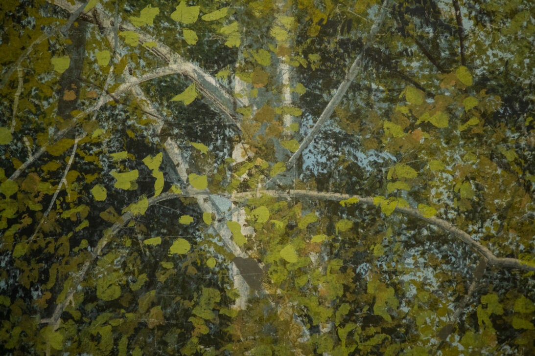 'Backyard Trees' backdrop from Unattributed, detail shot