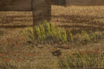 'Western Fence' backdrop from Unattributed, detail shot